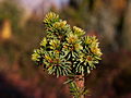 Picea abies Mankeyn IMG_2823 Świerk pospolity